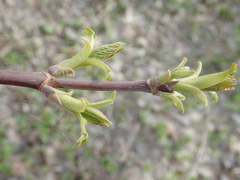 Acer negundo