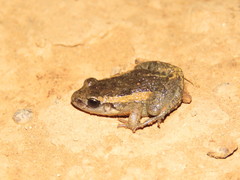 Adenomera chicomendesi