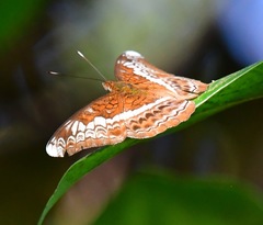 Lebadea martha parkeri