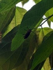 Astathes episcopalis