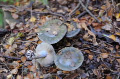 Cortinarius turcopes