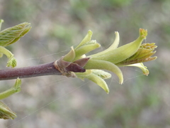 Acer negundo