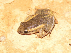 Adenomera chicomendesi