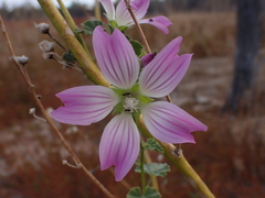 Malva weinmanniana
