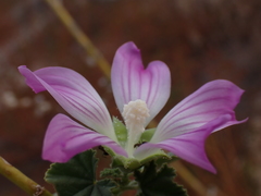 Malva weinmanniana
