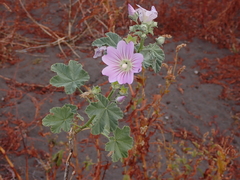 Malva weinmanniana