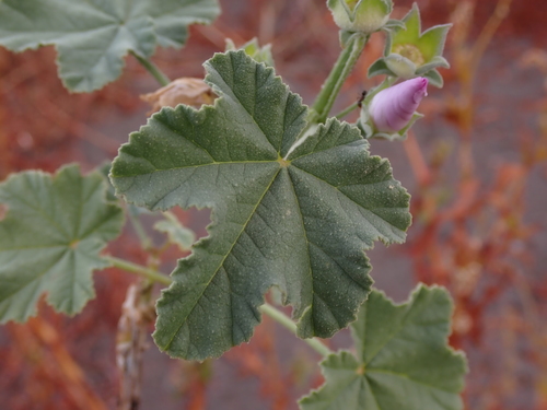Image of Malva weinmanniana by (c) Nina Kerr, some rights reserved (CC BY)