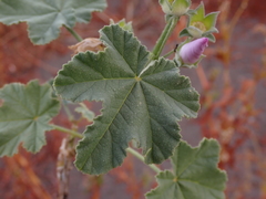 Malva weinmanniana