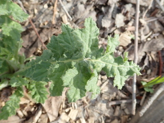 Echinops sphaerocephalus
