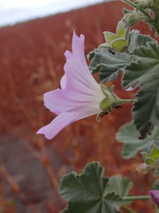 Malva weinmanniana