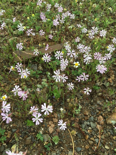 Mediterranean Catchfly