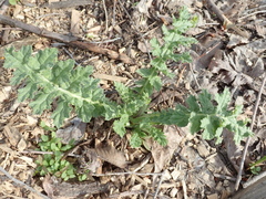 Echinops sphaerocephalus