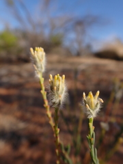 Pimelea trichostachya