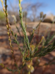 Pimelea trichostachya