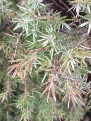 Juniperus communis