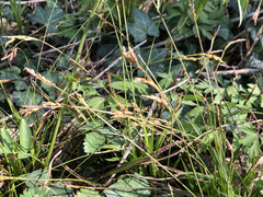 Carex digitata