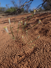 Pimelea trichostachya
