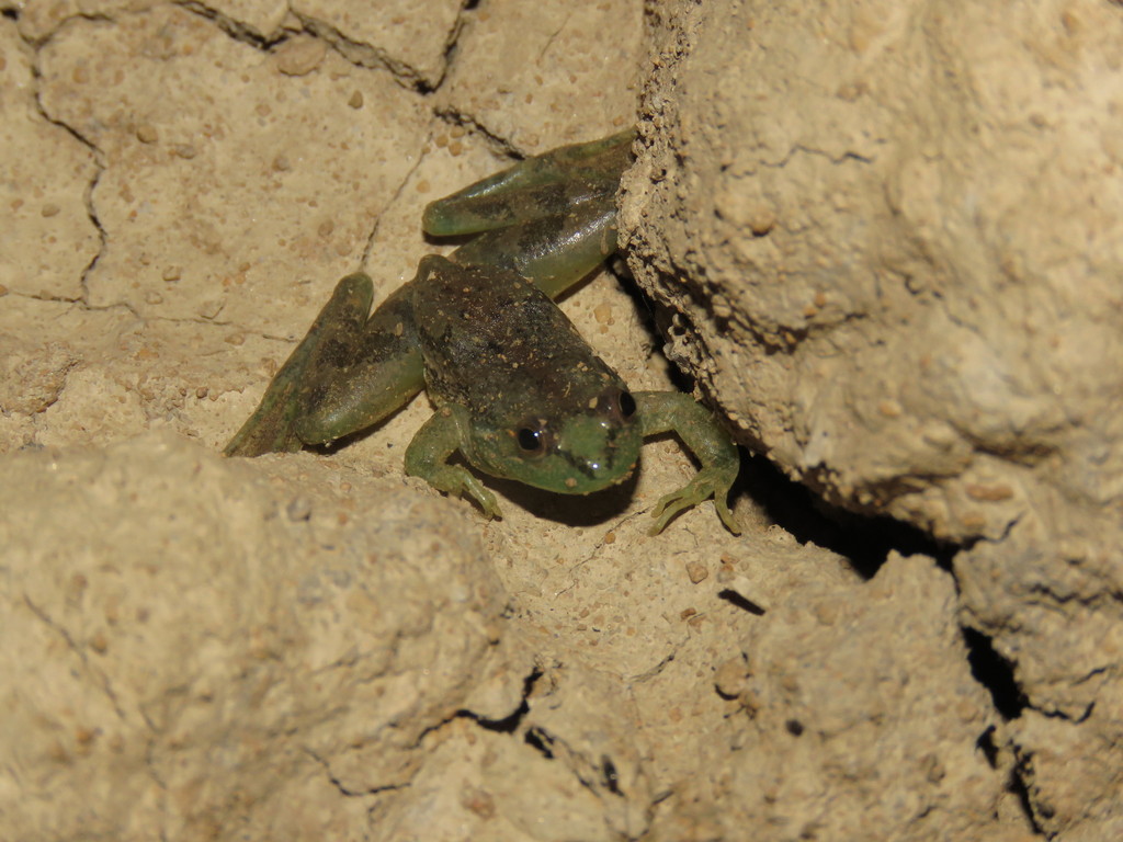 Lysapsus bolivianus