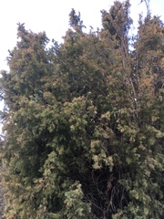 Juniperus communis