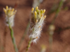 Pimelea trichostachya