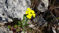 Biscutella cichoriifolia
