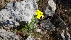 Biscutella cichoriifolia