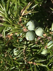 Juniperus communis