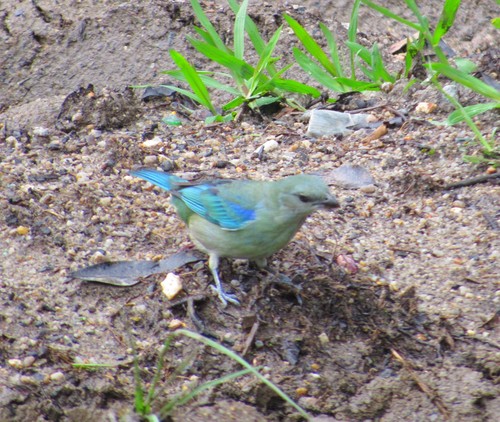 Thraupis cyanoptera