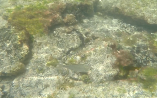 Eucinostomus dowii