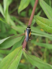Hemithyrsocera vittata