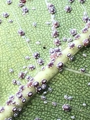 Ceroplastes floridensis