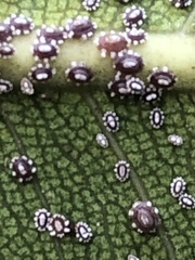 Ceroplastes floridensis