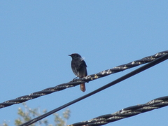 Phoenicurus ochruros