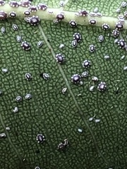 Ceroplastes floridensis