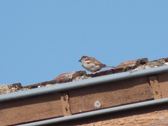 Passer domesticus