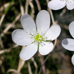 Hepatica acutiloba × americana