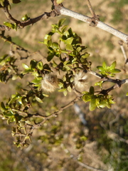 Larrea tridentata