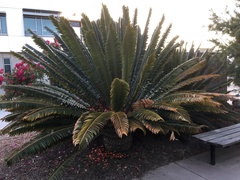 Encephalartos transvenosus