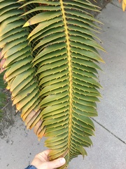 Encephalartos transvenosus