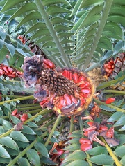 Encephalartos transvenosus
