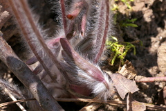 Hepatica acutiloba × americana