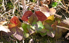 Hepatica acutiloba × americana