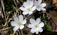 Hepatica acutiloba × americana