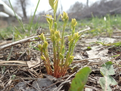 Euphorbia virgata