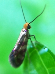 Micropterix tunbergella