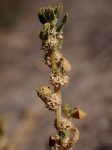 Crested goosefoot (Dysphania cristata)