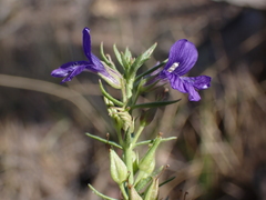Stemodia florulenta