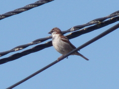 Passer domesticus