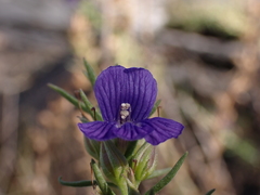 Stemodia florulenta