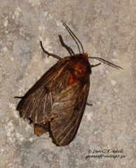 Automolis rubripuncta